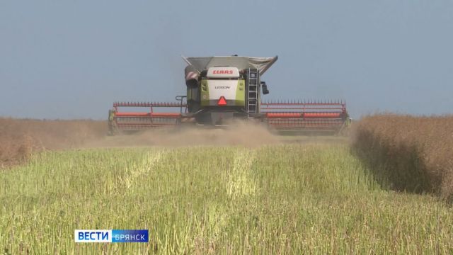 Завершается уборка рапса в Брянской области