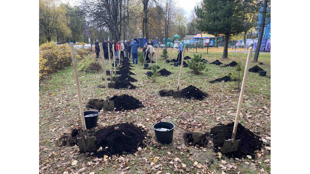В брянской  роще Соловьи высадили кедровую аллею