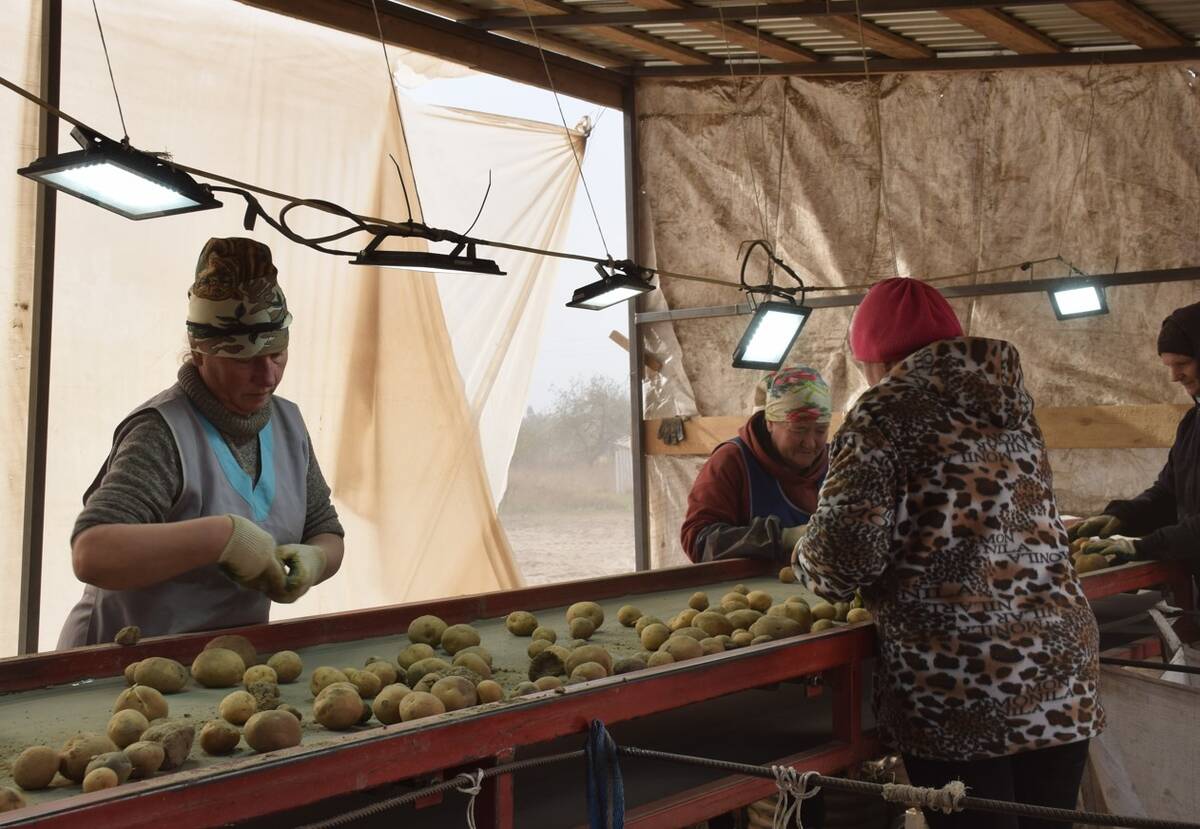 В Климовском районе Брянской области продолжают убирать картофель