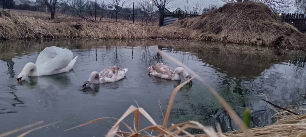 Лебеди  фермера из брянского Стародуба  чувствуют себя превосходно