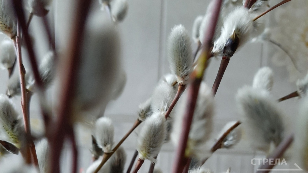 Православные жители Брянщины отмечают Вербное Воскресенье