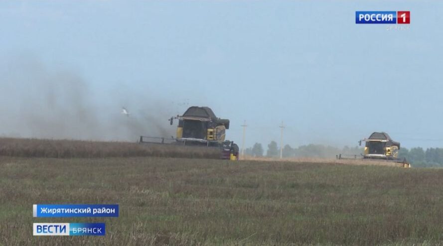 Брянщина на первом месте в России по урожайности рапса