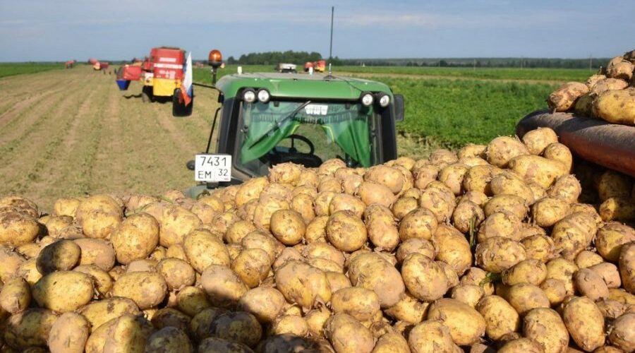 На Брянщине аграрии уберут картофель на площади 34,7 тыс. га