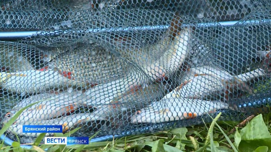 В Брянской области прошел фестиваль по любительской ловле рыбы