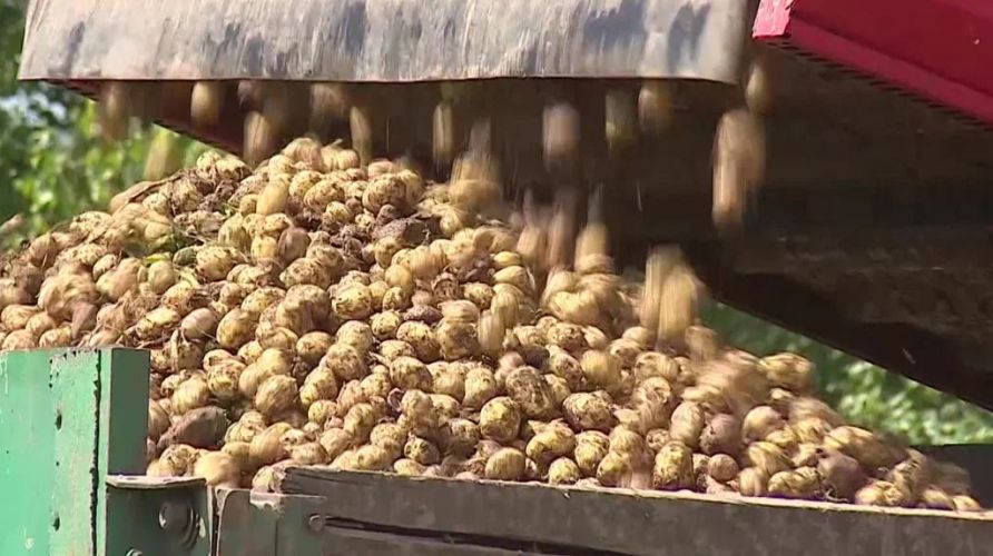 Рекордный урожай брянских картофелеводов