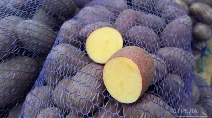 На Брянщине растет выпуск продукции сельского хозяйства