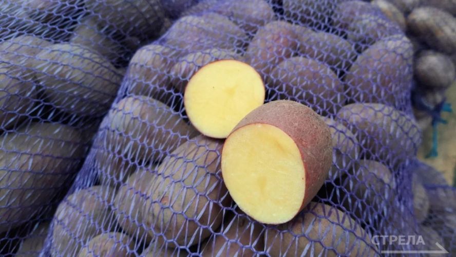 На Брянщине растет выпуск продукции сельского хозяйства