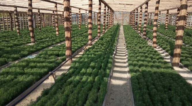 Брянские лесоводы подготовили посадочный материал на 2026 год