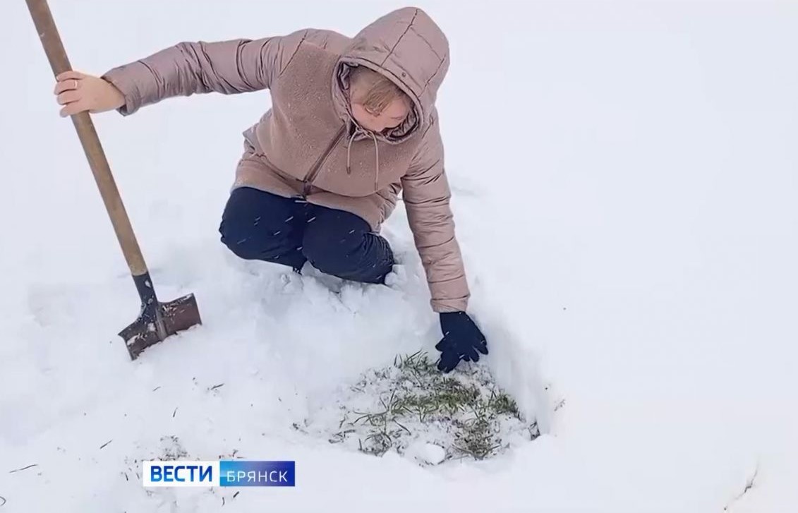 На Брянщине начали мониторинг состояния озимых культур