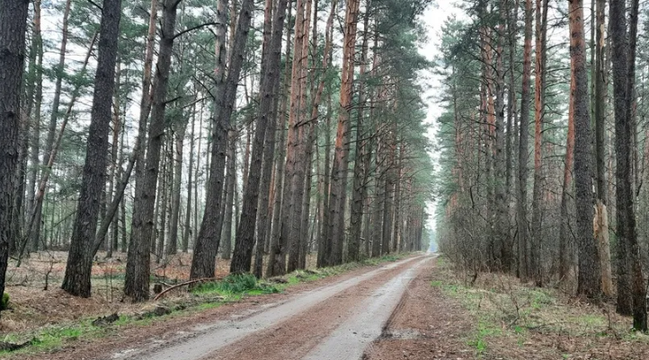 На Брянщине восстанавливают леса