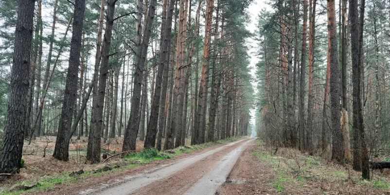 На Брянщине восстанавливают леса
