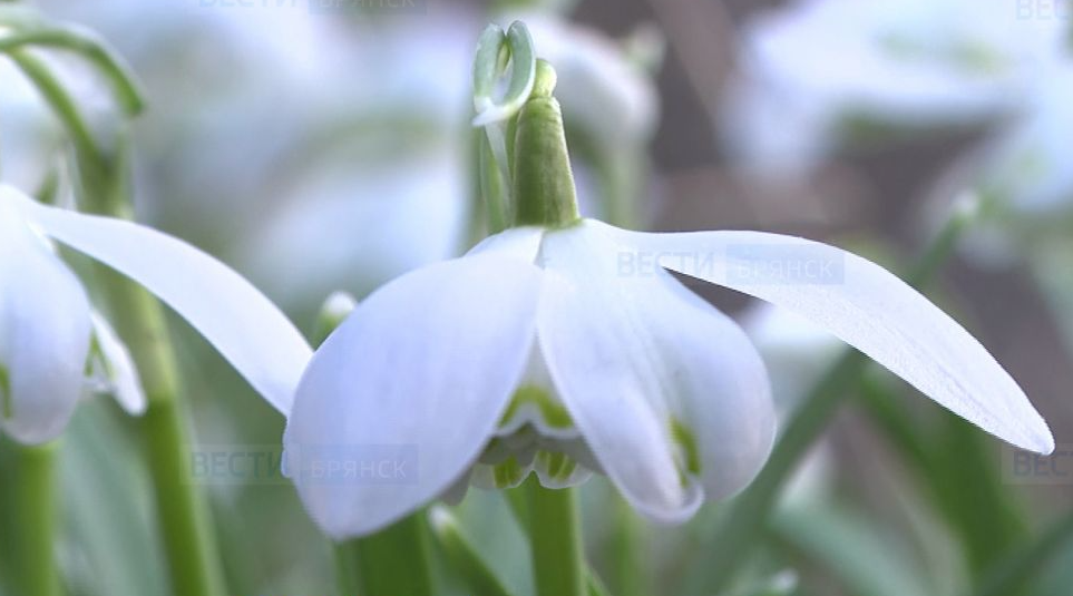 В Ботаническом саду имени Гроздова зацвели первые цветы