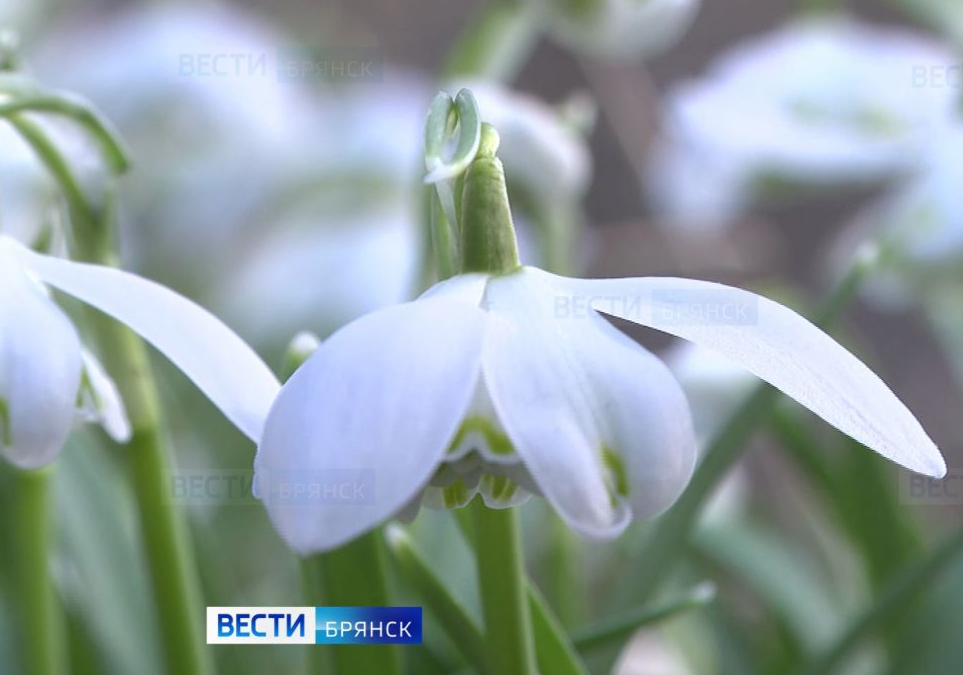 В Ботаническом саду имени Гроздова зацвели первые цветы