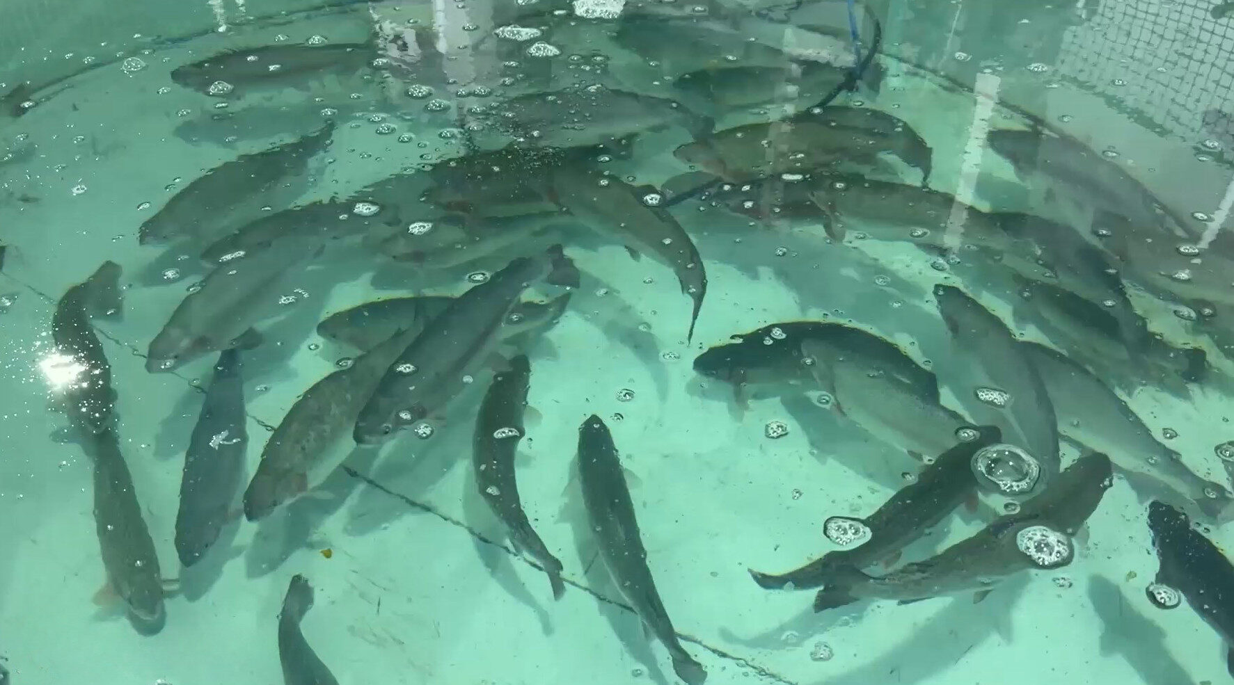 В Брянской области выращивают осетра и форель