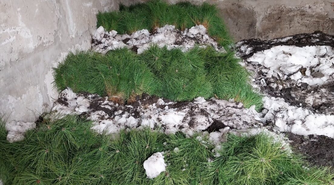 На Брянщине открыт лесокультурный сезон