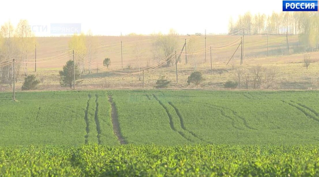 Брянские аграрии обследуют озимые из-за холодов