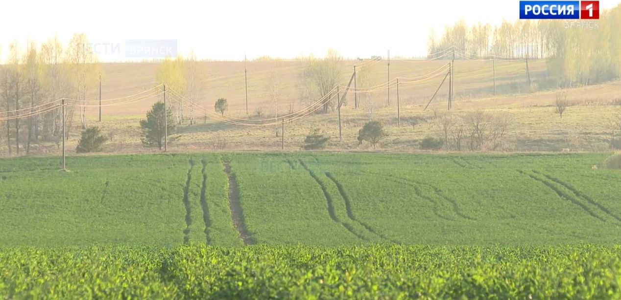 Брянские аграрии обследуют озимые из-за холодов