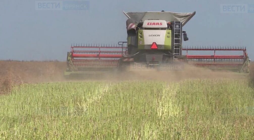 Брянские аграрии посадили рапс