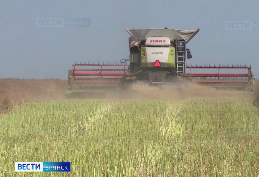 Брянские аграрии посадили рапс