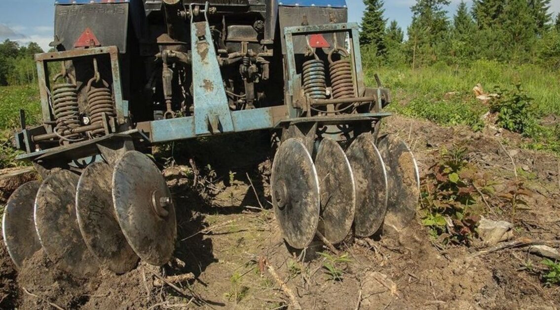 На Брянщине выращивают лесные культуры